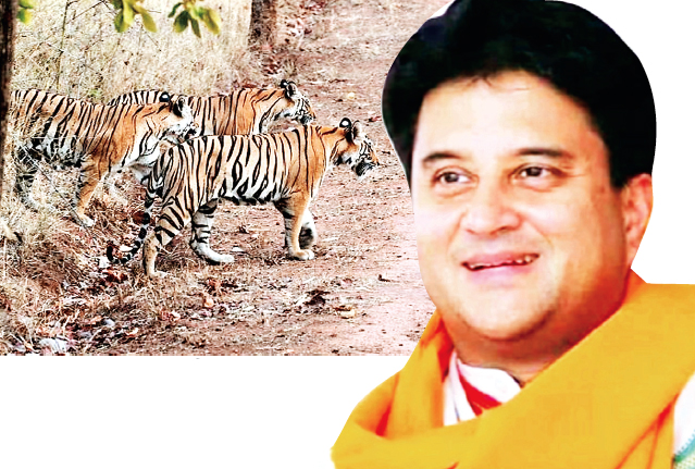 भाई साब
