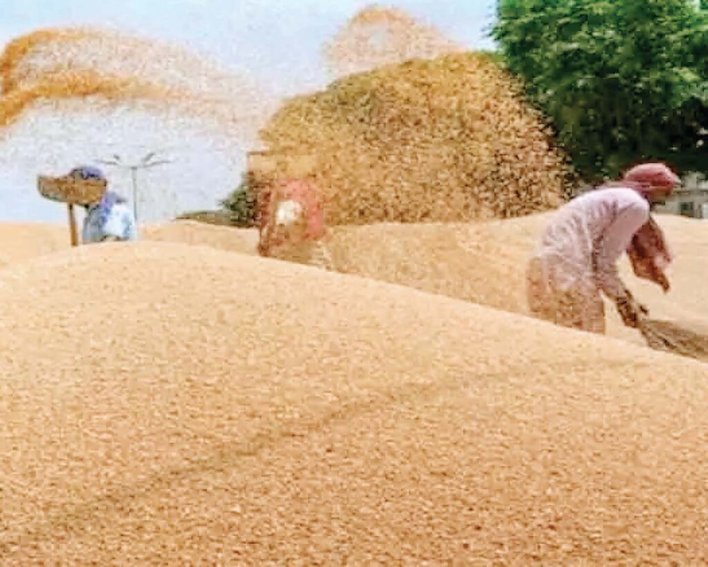 गेहूं निर्यात