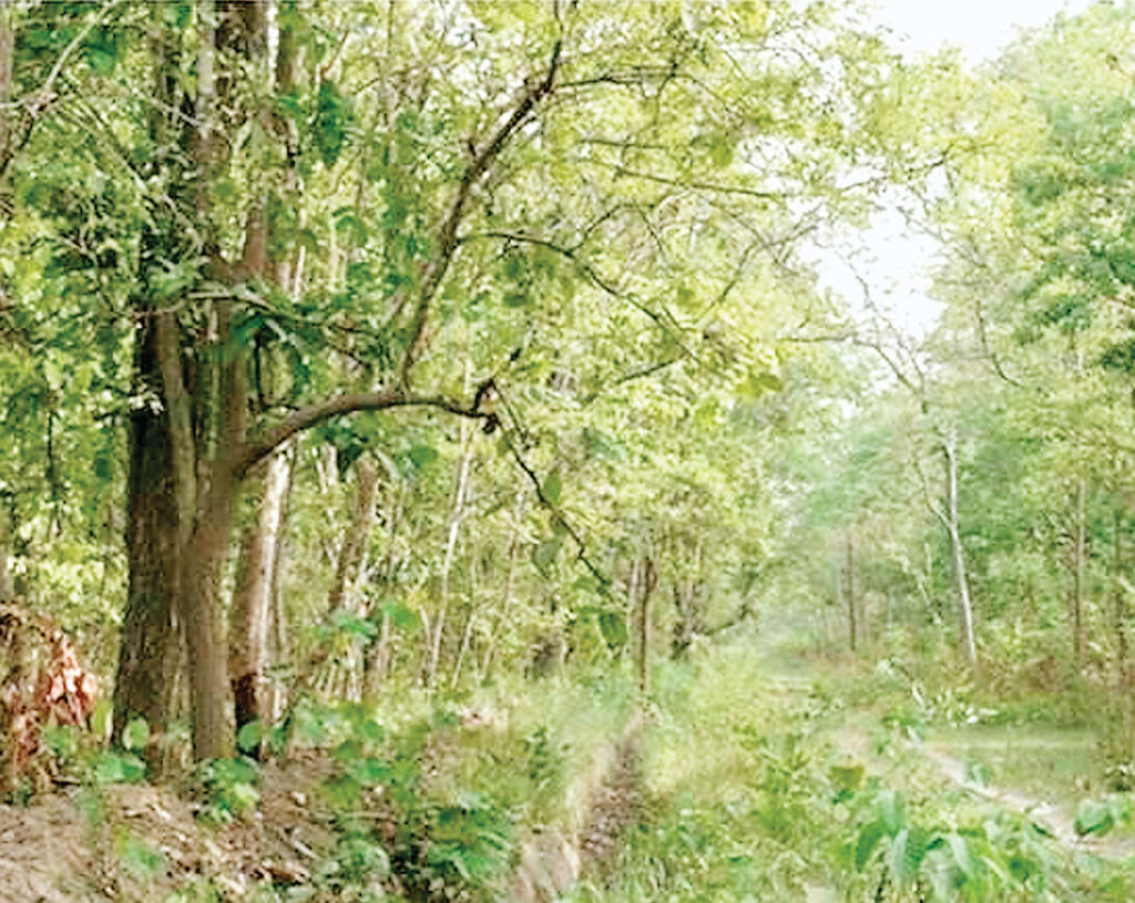 रिश्वतखोर सीसीएफ
