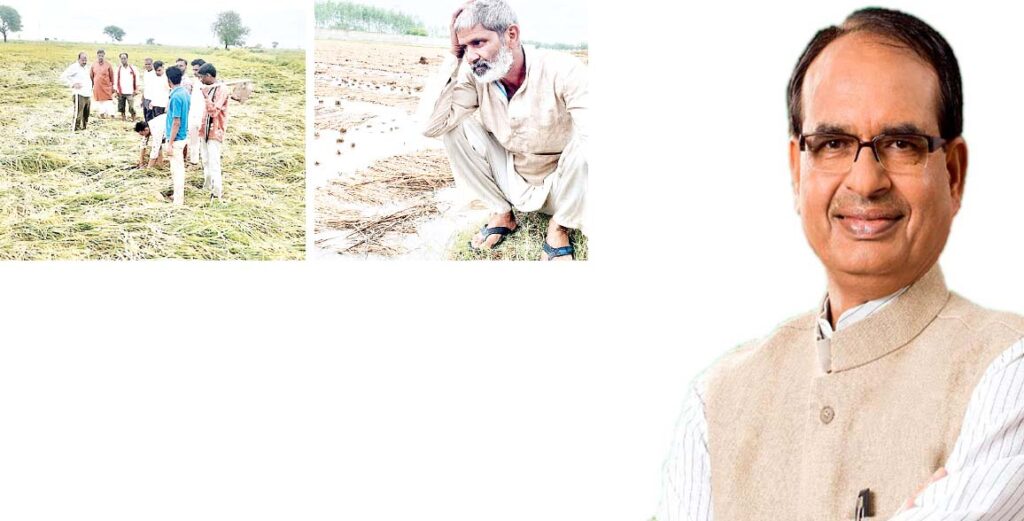 धान-सरसों
