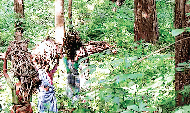 वन प्रबंधन