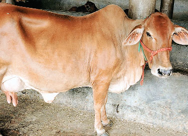 गाय