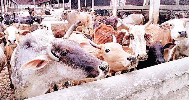 गौशाला