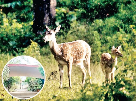 अभ्यारण्य की सौगात
