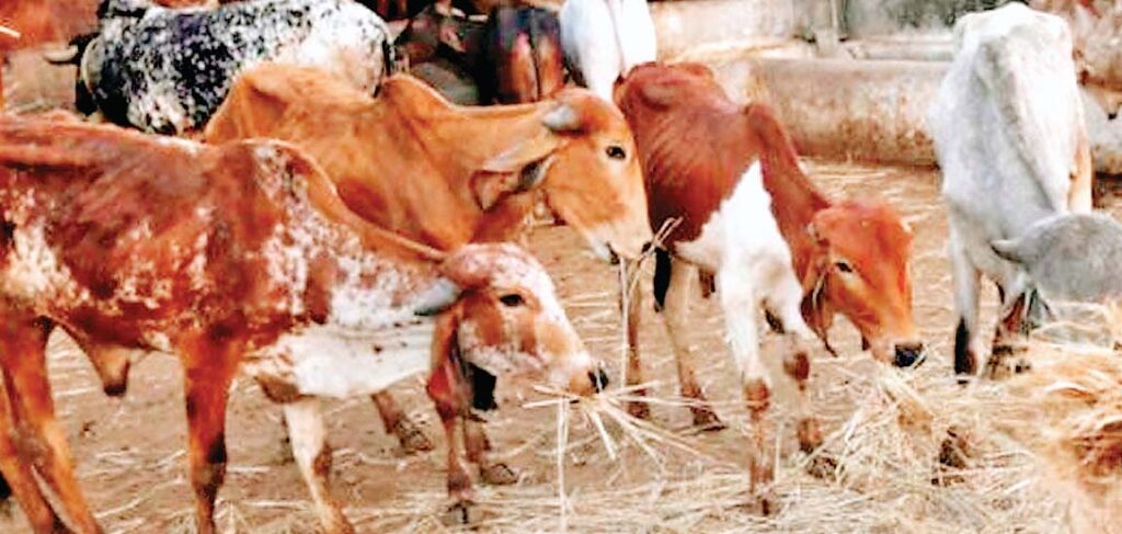 दूध उत्पादन