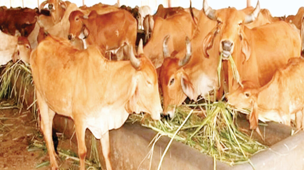 दुधारू प्रदेश