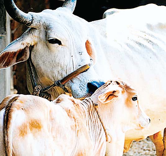 भ्रूण प्रत्यारोपण