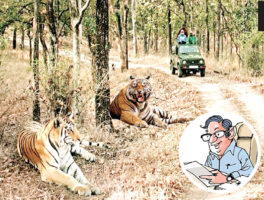 बाघ भ्रमण क्षेत्र