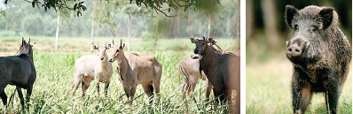 नीलगाय और सूअर