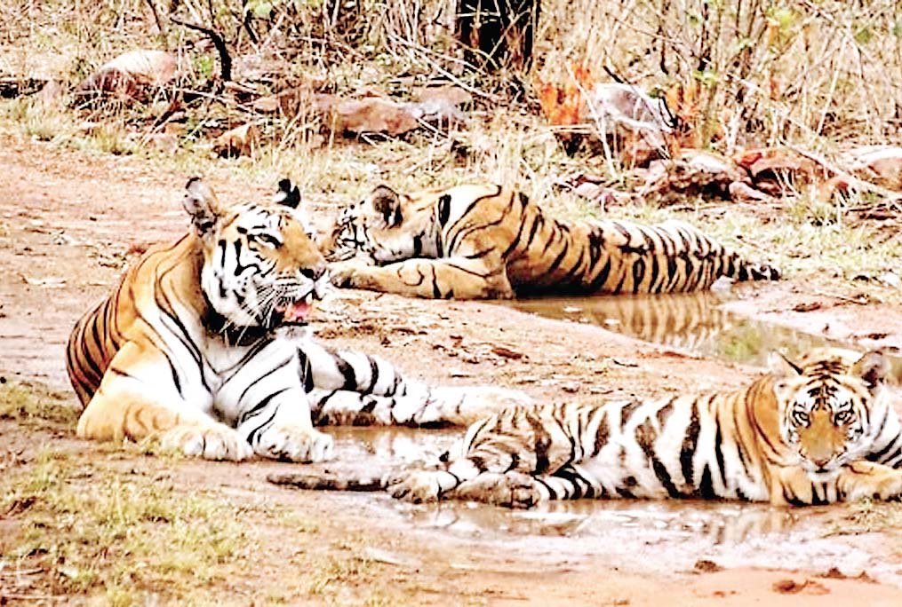 टाइगर स्टेट