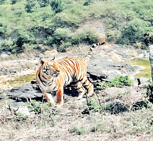 बाघ भ्रमण क्षेत्र