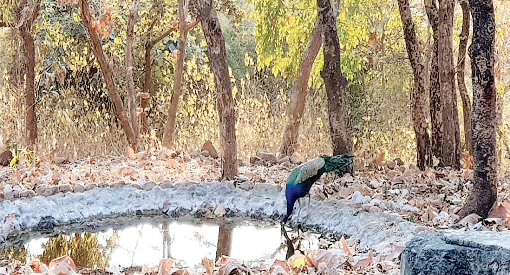 वन विभाग