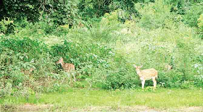 नेशनल पार्क