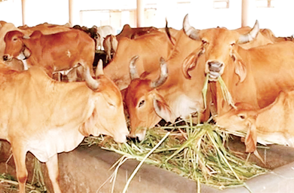 देशी गायों