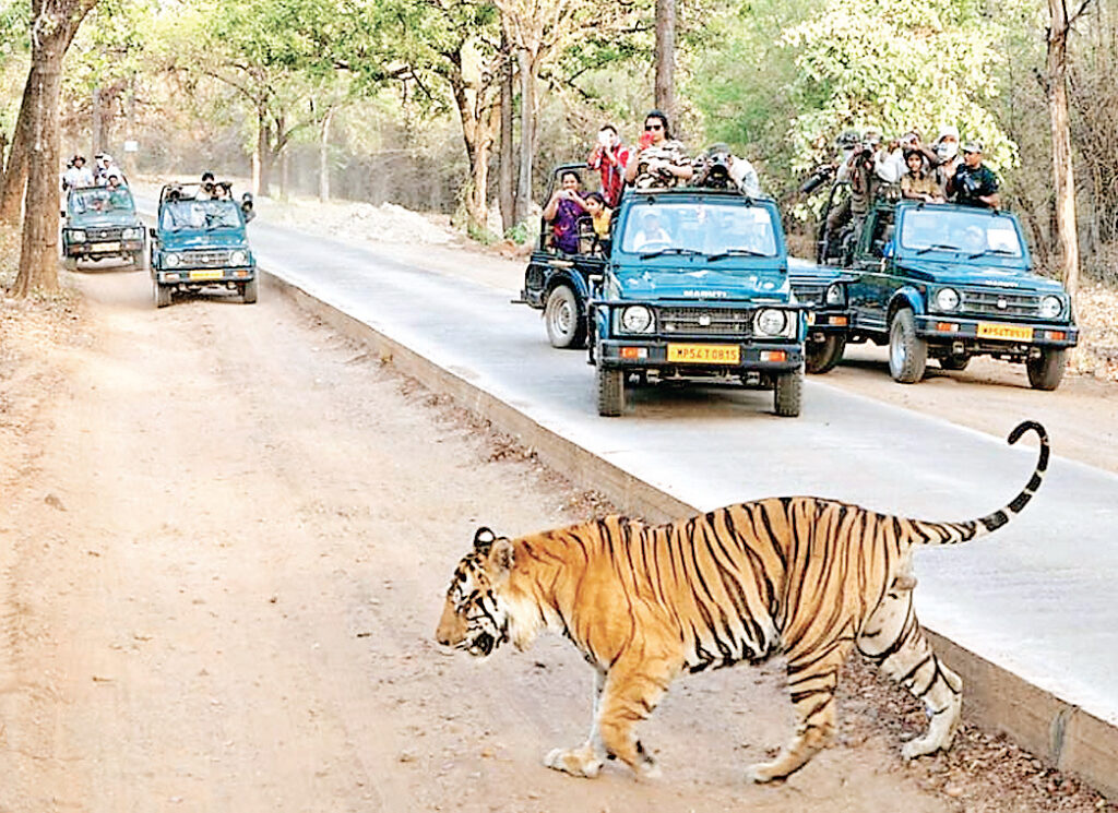जंगल सफारी