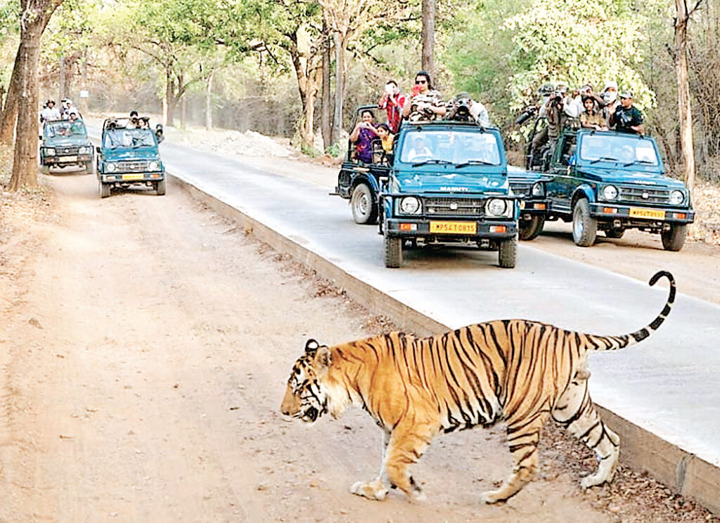  जंगल सफारी