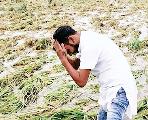 शरबती गेहूं