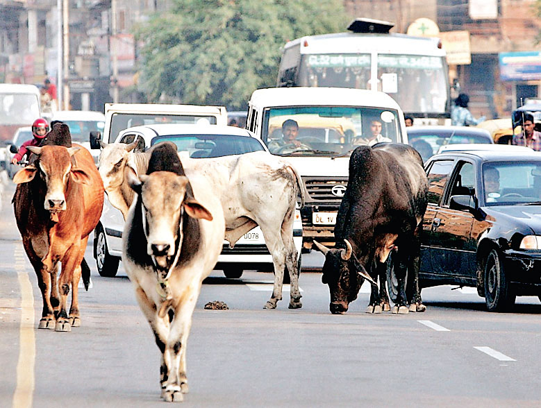  गौवंश