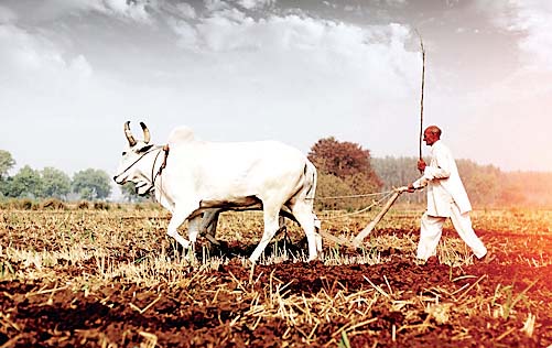 किसान