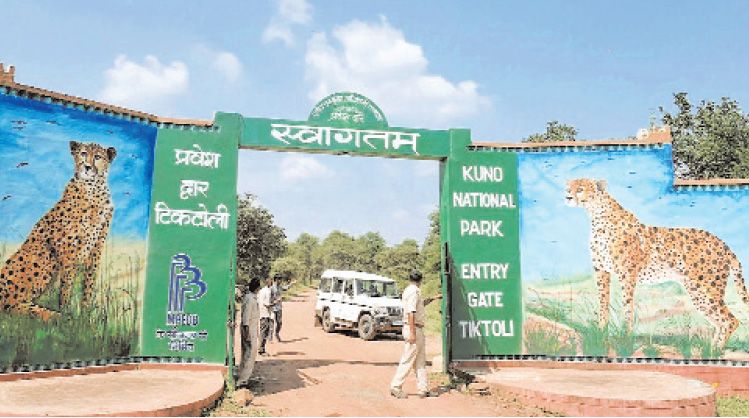 वन महकमा
