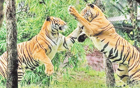 टाइगर रिजर्व
