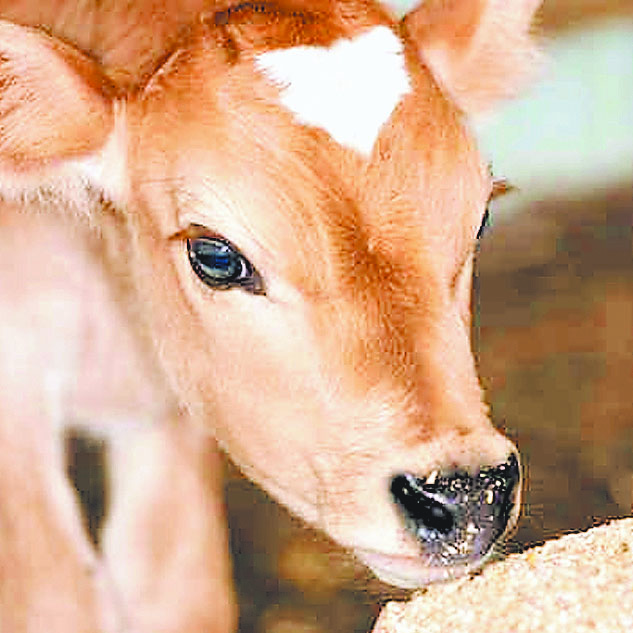 गौमाता