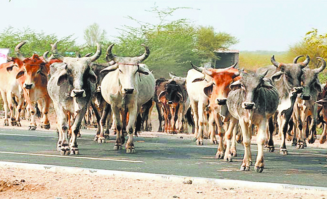 गौवंश