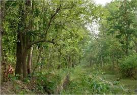 नए मुखिया