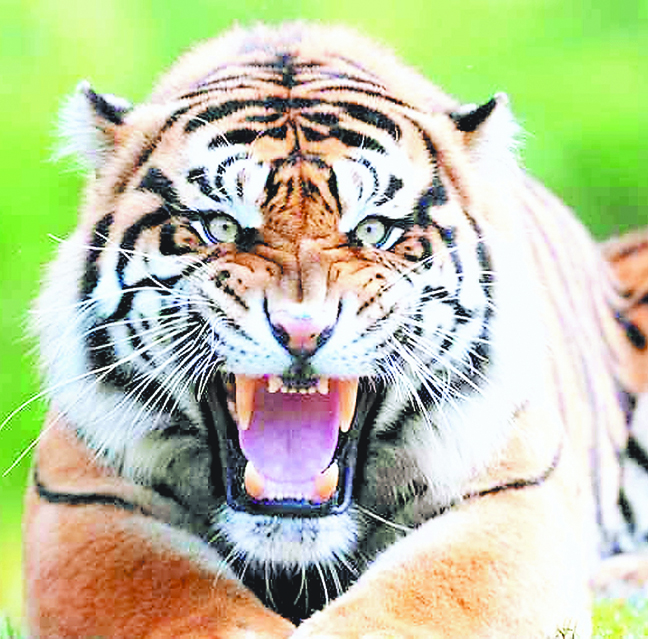 टाईगर स्टेट