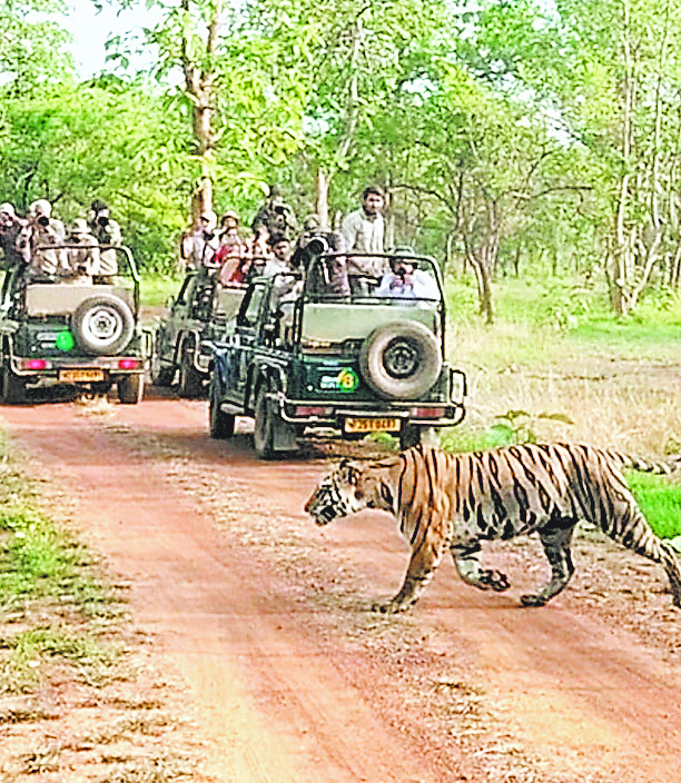 टाइगर रिजर्व