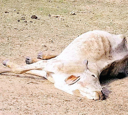 गायों की मौत