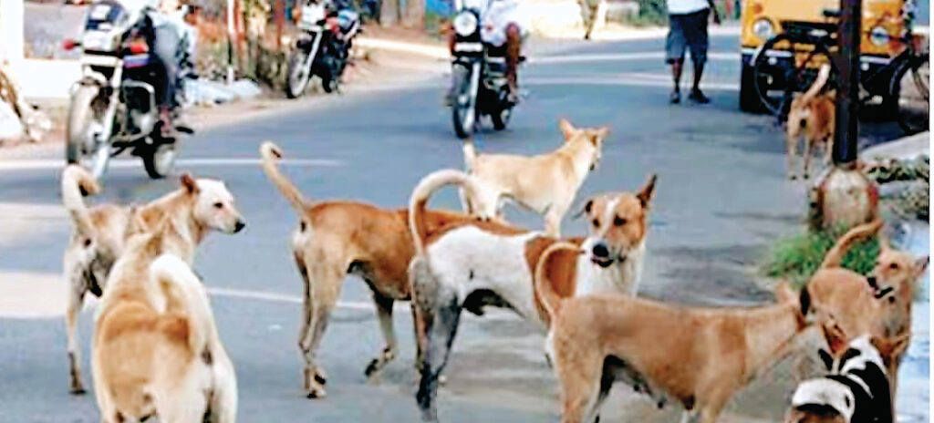 डॉग अटैक