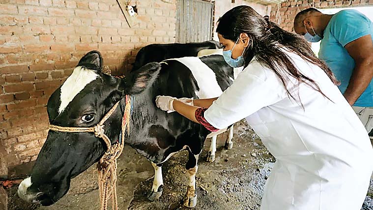 गायों के इलाज