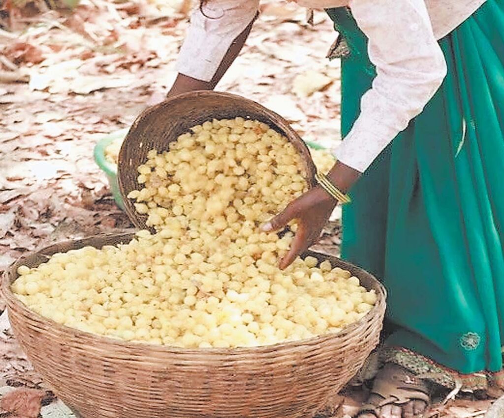 महुआ 