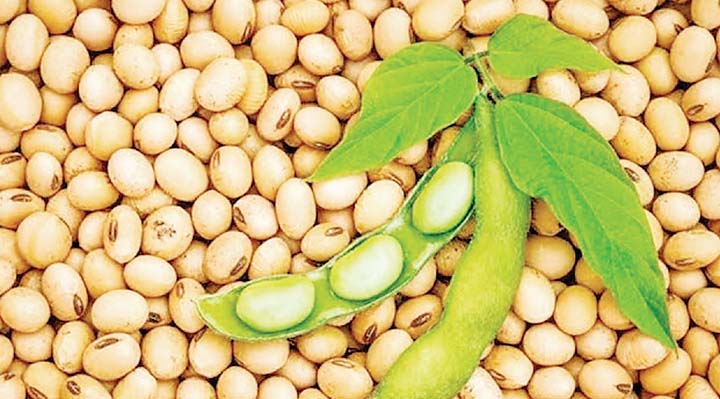 पीला सोना 