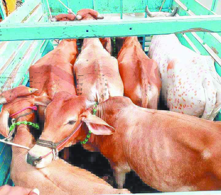 गौवंश मामले