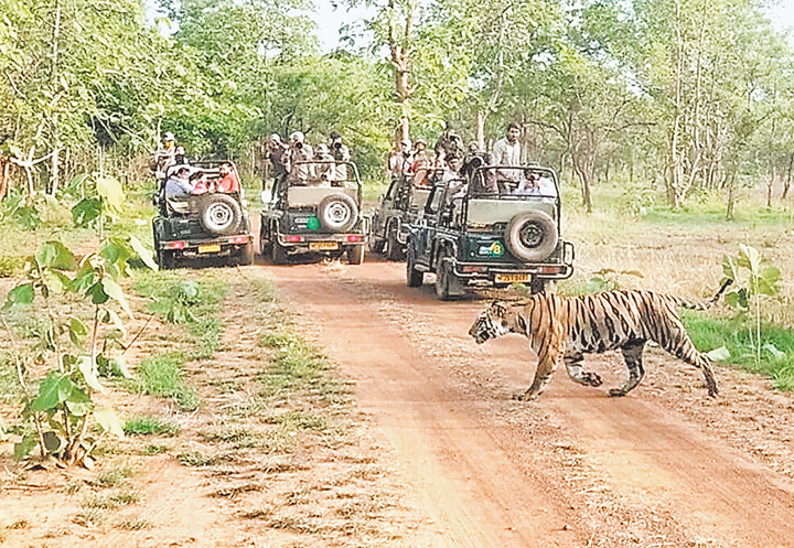 बाघों के दीदार