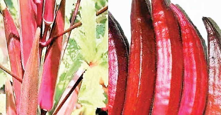 बैगनी भिंडी