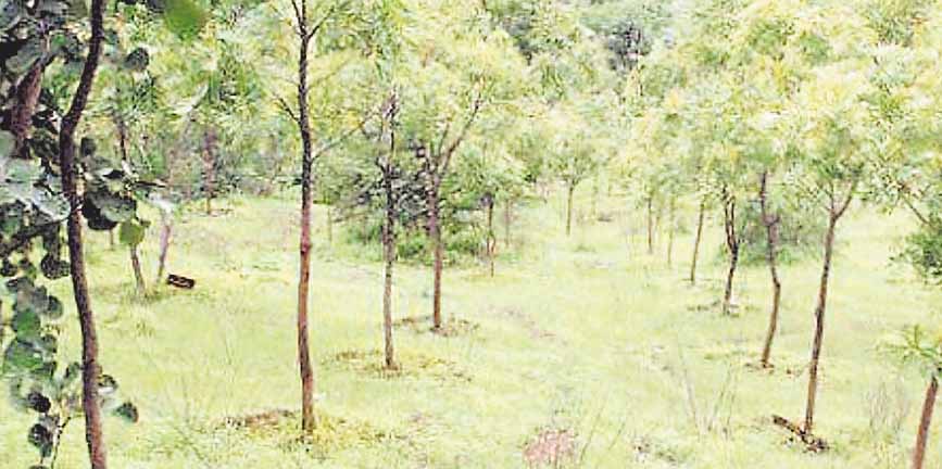 ओंकारेश्वर अभ्यारण्य