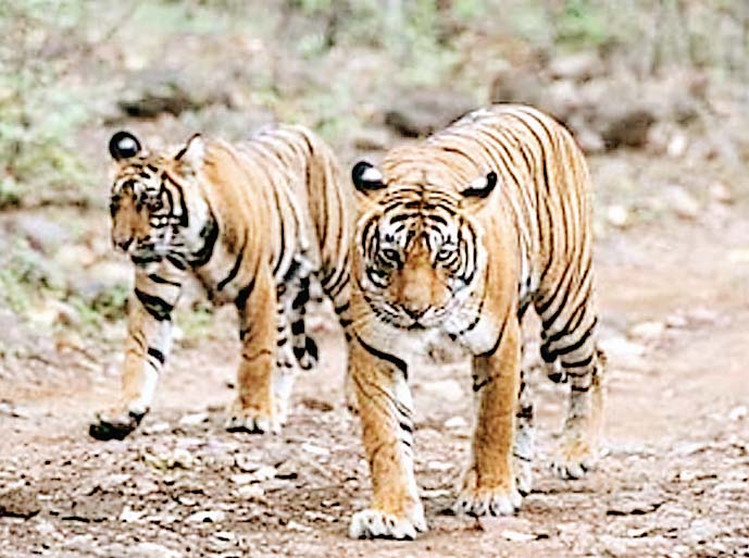 महाराष्ट्र सरकार