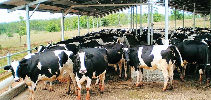 गौपालन