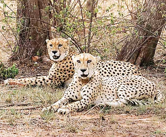 चीता संरक्षण क्षेत्र
