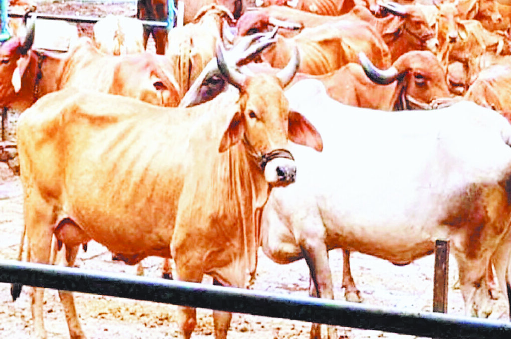 गौ पेट्रोलिंग योजना