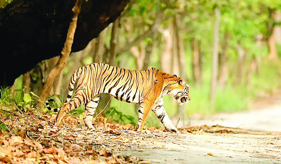 टाइगर रिजर्व