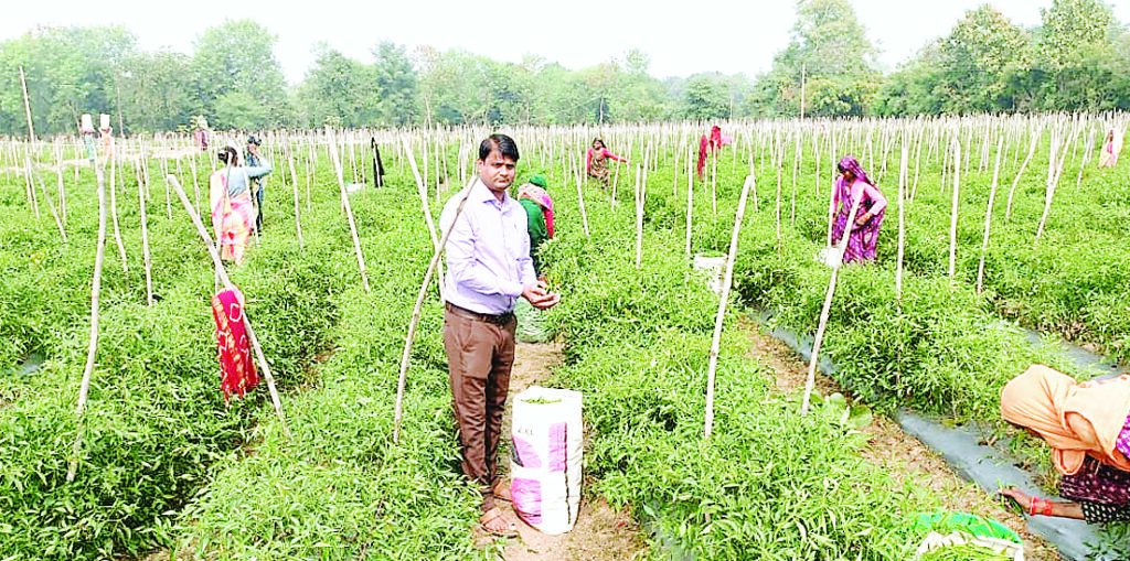 मसाला उत्पादन