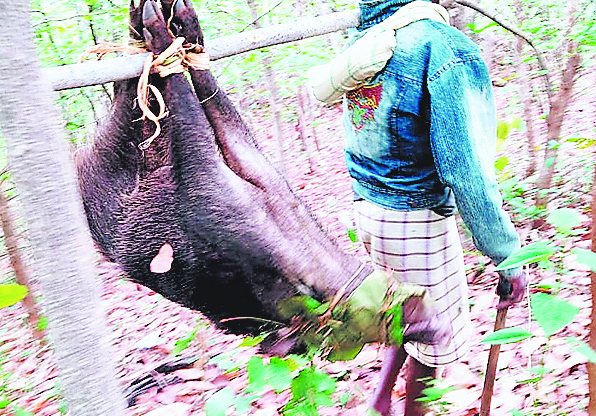 वन विभाग 