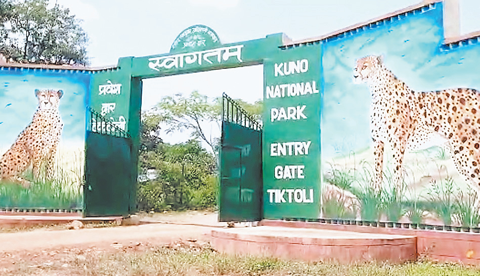 कूनो