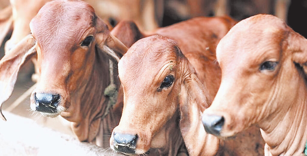 गौपालन