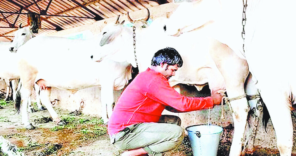 दुग्ध उत्पादन