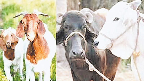 गौैवंश